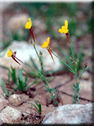 Linaria fulvescens