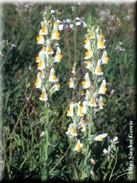 Linaria latifolia