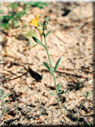 Linaria mumbyana var. mumbyana