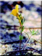 Linaria mumbyana var. pygmaea