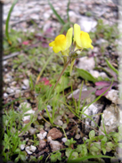 Linaria oblongifolia subsp. haenseleri