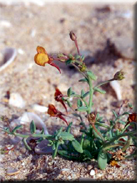 Linaria pedunculata