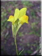 Linaria spartea