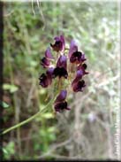 Linaria tristis