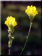 Linaria viscosa