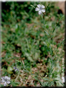 Linum bienne