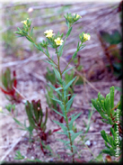 Linum strictum