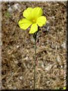 Linum tenue subsp. tenue
