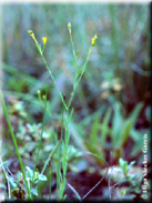 Linum tryginum