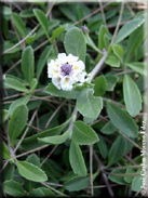 Lippia filiformis