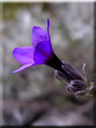 Lithodora fruticosa