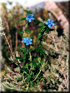 Lithodora prostrata subsp. lusitanica