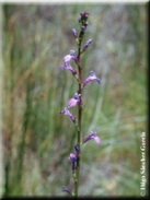 Lobelia urens