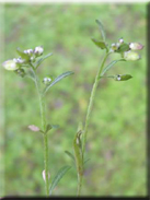 Lobularia lybica