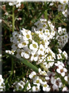 Lobularia maritima subsp. maritima