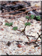 Loeflingia baetica