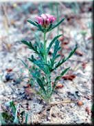 Lomelosia stellata