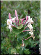 Lonicera implexa