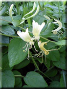 Lonicera japonica