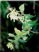 Lonicera peryclimenum subsp. hispanica