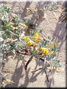 Lotus corniculatus subsp. carpetanus