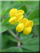 Lotus ornithopodioides