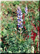 Lupinus angustifolius