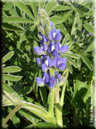 Lupinus cosentinii