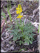 Lupinus luteus