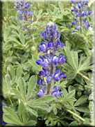 Lupinus micranthus