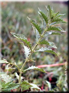 Lycopus europaeus