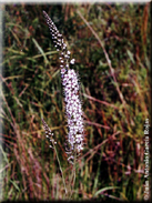 Lysimachia ephemerum