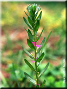 Lythrum hyssopifolia