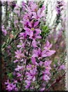 Lythrum salicaria