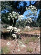 Magydaris panacifolia