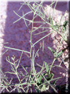 Malcolmia africana