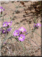 Malcolmia littorea