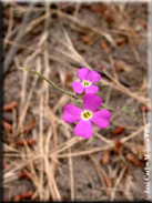 Malcolmia triloba