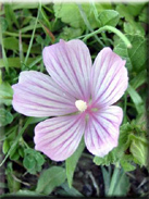 Malope malacoides