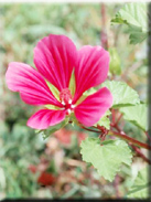 Malope trifida