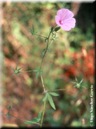 Malva cretica subsp. altheoides