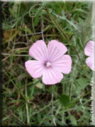 Malva hispanica