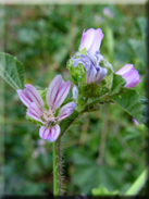 Malva nicaeensis