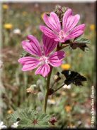 Malva sylvestris