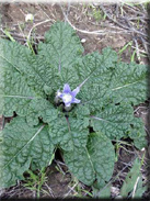 Mandragora autumnalis