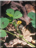 Medicago arabica