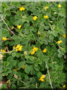 Medicago doliata