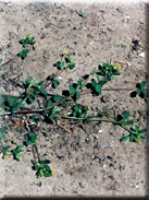 Medicago lupulina