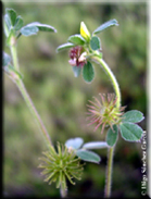 Medicago minima