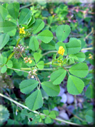 Medicago polymorpha subsp. polymorpha